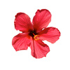 hibiscus - photo/picture definition - hibiscus word and phrase image