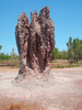 termite - photo/picture definition - termite word and phrase image