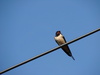 swallow bird - photo/picture definition - swallow bird word and phrase image