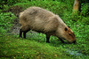 capybara - photo/picture definition - capybara word and phrase image