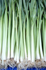 leek - photo/picture definition - leek word and phrase image