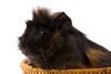 cavy - photo/picture definition - cavy word and phrase image
