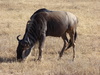 wildebeest - photo/picture definition - wildebeest word and phrase image