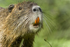 coypu - photo/picture definition - coypu word and phrase image