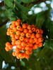 mountain ash berries - photo/picture definition - mountain ash berries word and phrase image
