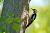 Woodpecker - photo/picture definition - Woodpecker word and phrase image