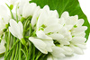 snowdrop - photo/picture definition - snowdrop word and phrase image