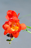 freesia - photo/picture definition - freesia word and phrase image