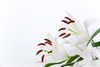 madonna lily - photo/picture definition - madonna lily word and phrase image