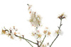 plum tree flower - photo/picture definition - plum tree flower word and phrase image