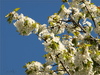 blossom - photo/picture definition - blossom word and phrase image