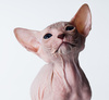 bald kitten - photo/picture definition - bald kitten word and phrase image