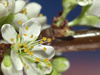 plum blossom - photo/picture definition - plum blossom word and phrase image