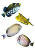 tropical reef fish - photo/picture definition - tropical reef fish word and phrase image