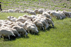 sheep - photo/picture definition - sheep word and phrase image