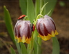 tulip - photo/picture definition - tulip word and phrase image
