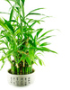 bamboo bush - photo/picture definition - bamboo bush word and phrase image