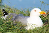 gull - photo/picture definition - gull word and phrase image