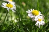 daisies - photo/picture definition - daisies word and phrase image
