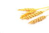 wheat ears - photo/picture definition - wheat ears word and phrase image