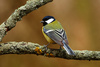 great tit - photo/picture definition - great tit word and phrase image