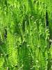 fern - photo/picture definition - fern word and phrase image