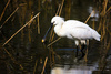 spoonbill - photo/picture definition - spoonbill word and phrase image