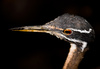 podiceps - photo/picture definition - podiceps word and phrase image