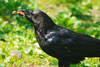 crow - photo/picture definition - crow word and phrase image