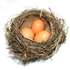 bird nest - photo/picture definition - bird nest word and phrase image