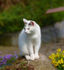 white cat - photo/picture definition - white cat word and phrase image