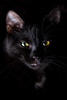 black cat - photo/picture definition - black cat word and phrase image
