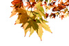autumn leaves - photo/picture definition - autumn leaves word and phrase image