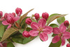 blossoms pattern - photo/picture definition - blossoms pattern word and phrase image