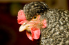 pied hen - photo/picture definition - pied hen word and phrase image
