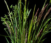 grass blade - photo/picture definition - grass blade word and phrase image
