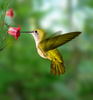 hummingbird - photo/picture definition - hummingbird word and phrase image