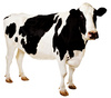 cow - photo/picture definition - cow word and phrase image