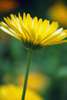 camomile - photo/picture definition - camomile word and phrase image