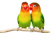 lovebirds - photo/picture definition - lovebirds word and phrase image