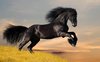 horse - photo/picture definition - horse word and phrase image