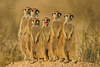 suricate - photo/picture definition - suricate word and phrase image