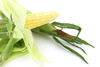 fresh corn - photo/picture definition - fresh corn word and phrase image