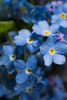 forget me not - photo/picture definition - forget me not word and phrase image