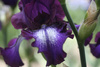 French iris - photo/picture definition - French iris word and phrase image