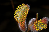 goat willow - photo/picture definition - goat willow word and phrase image