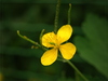 buttercup - photo/picture definition - buttercup word and phrase image