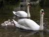 swans - photo/picture definition - swans word and phrase image