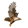 hawk - photo/picture definition - hawk word and phrase image