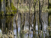 marshland - photo/picture definition - marshland word and phrase image